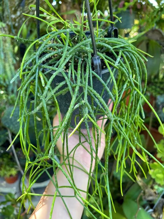 Rhipsalis Baccifera