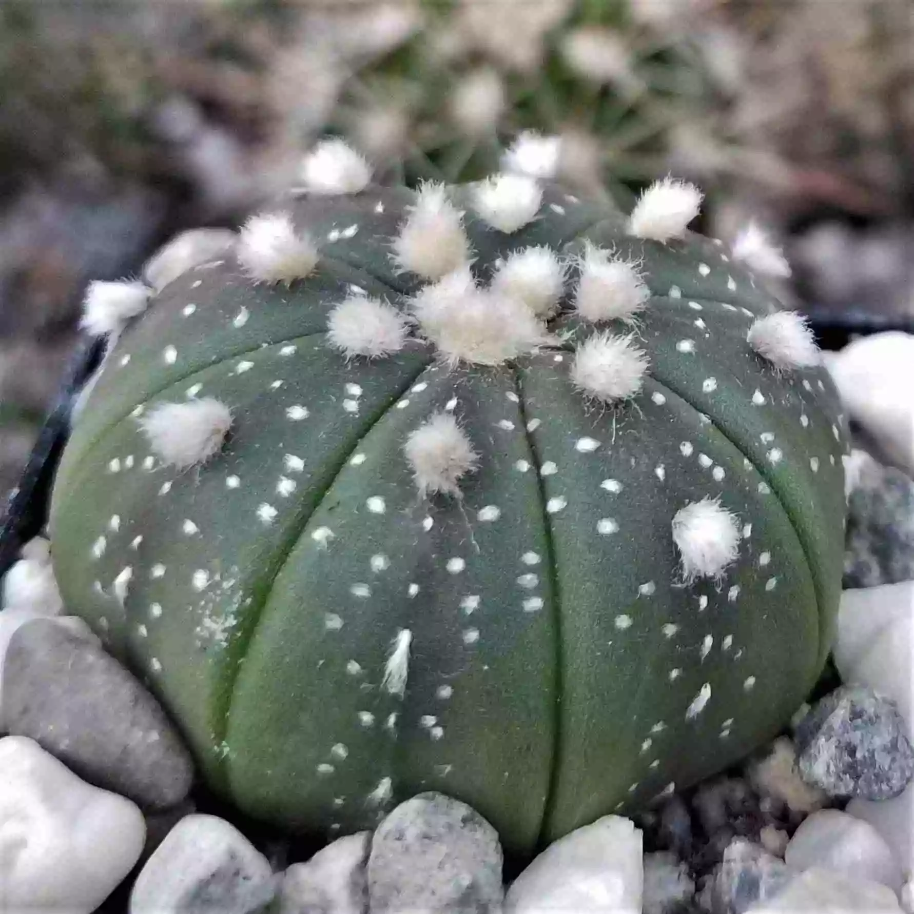 Sand Dollar Cactus از انواع کاکتوس