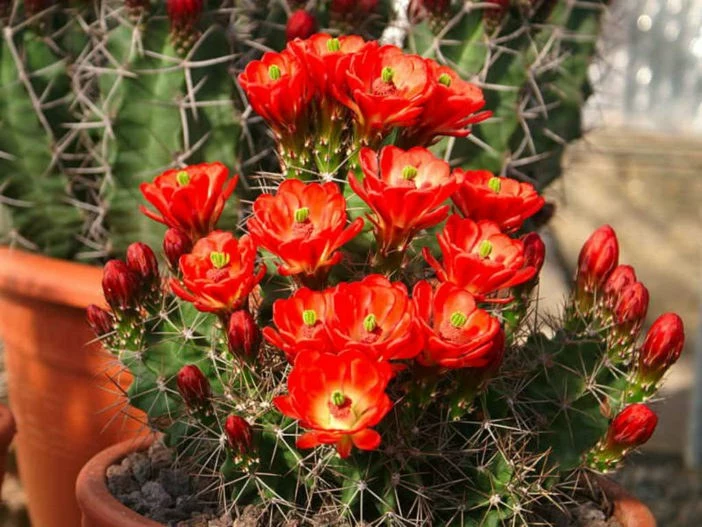 Scarlet Hedgehog Cactus