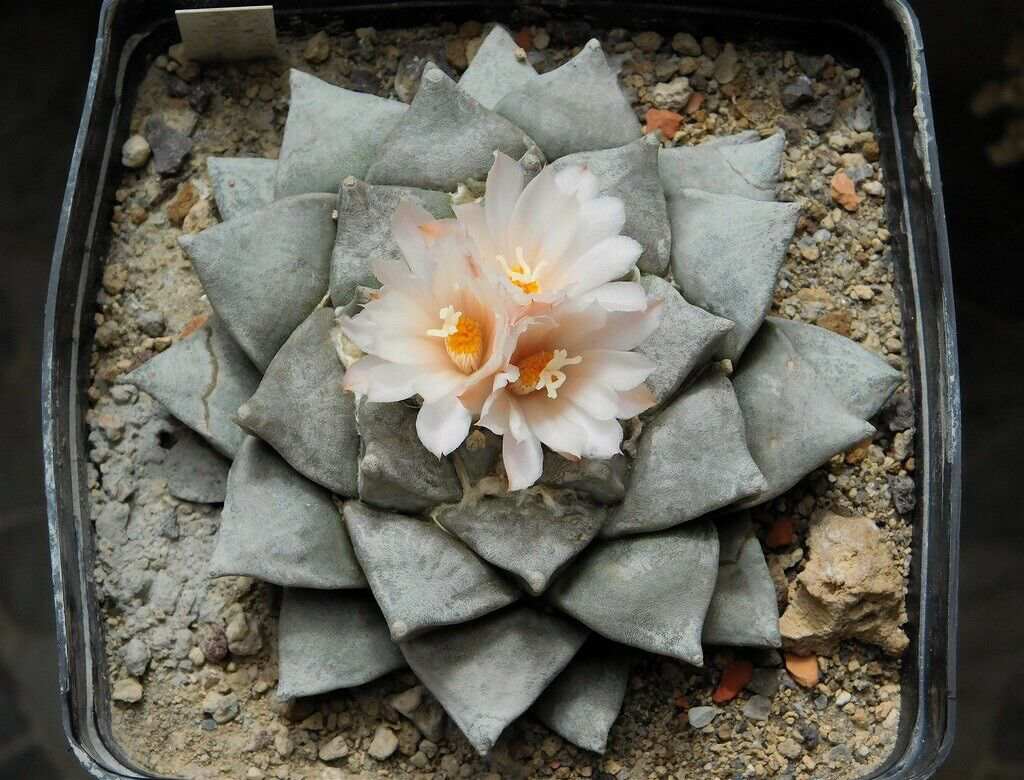 Seven Stars (Ariocarpus furfuraceus) از انواع کاکتوس