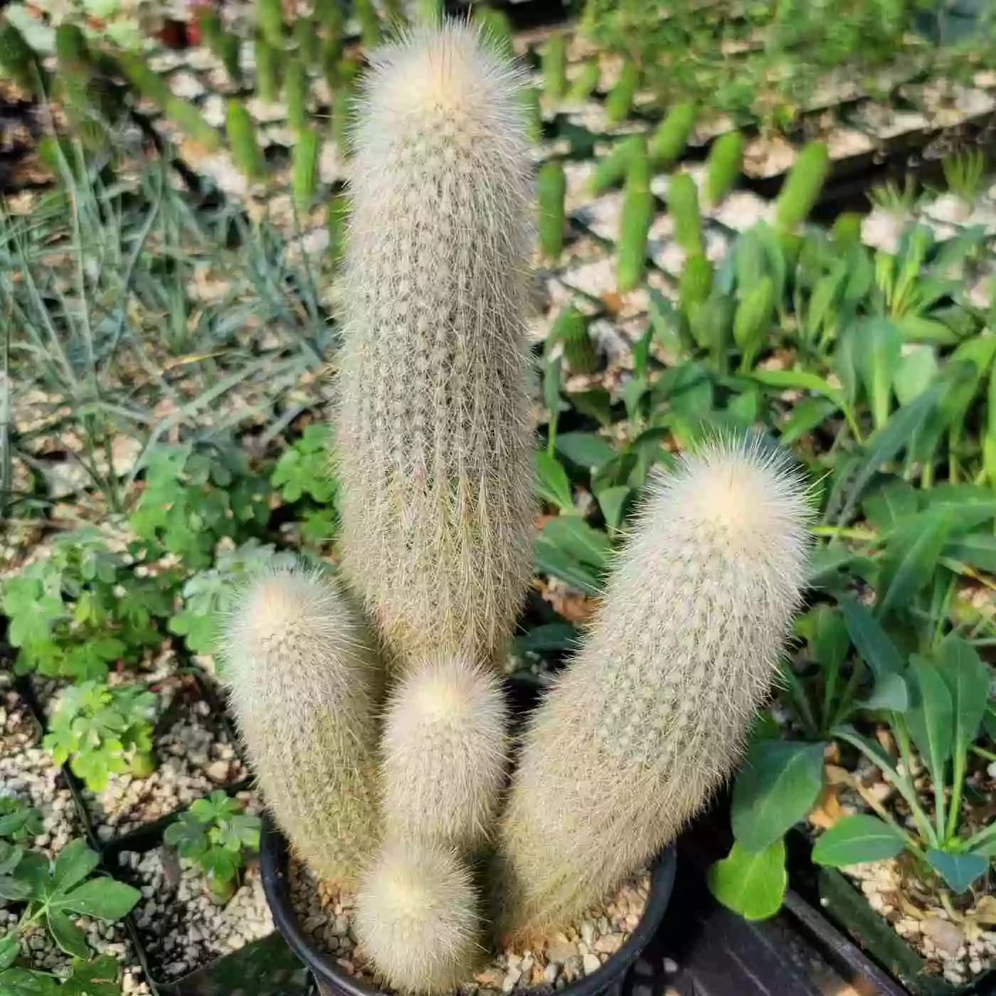 Silver Torch Cactus (Cleistocactus strausii)