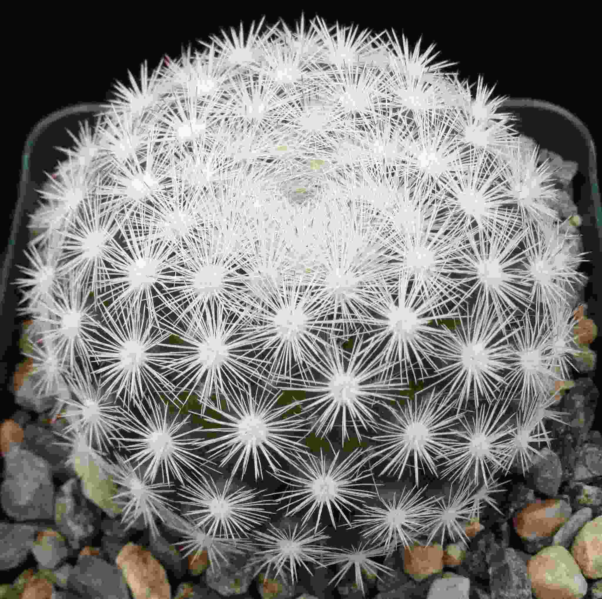 Snowball Cactus