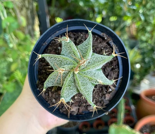 Star Plant (Astrophytum Ornatum) از انواع کاکتوس