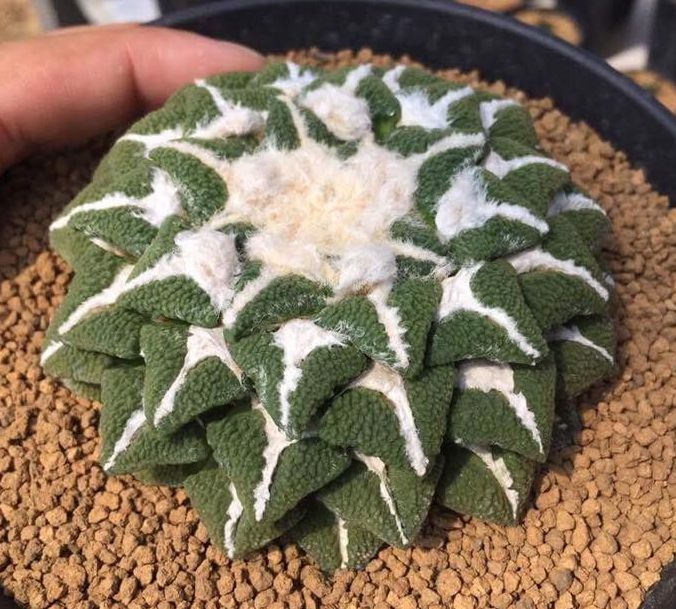 Star Rock cactus