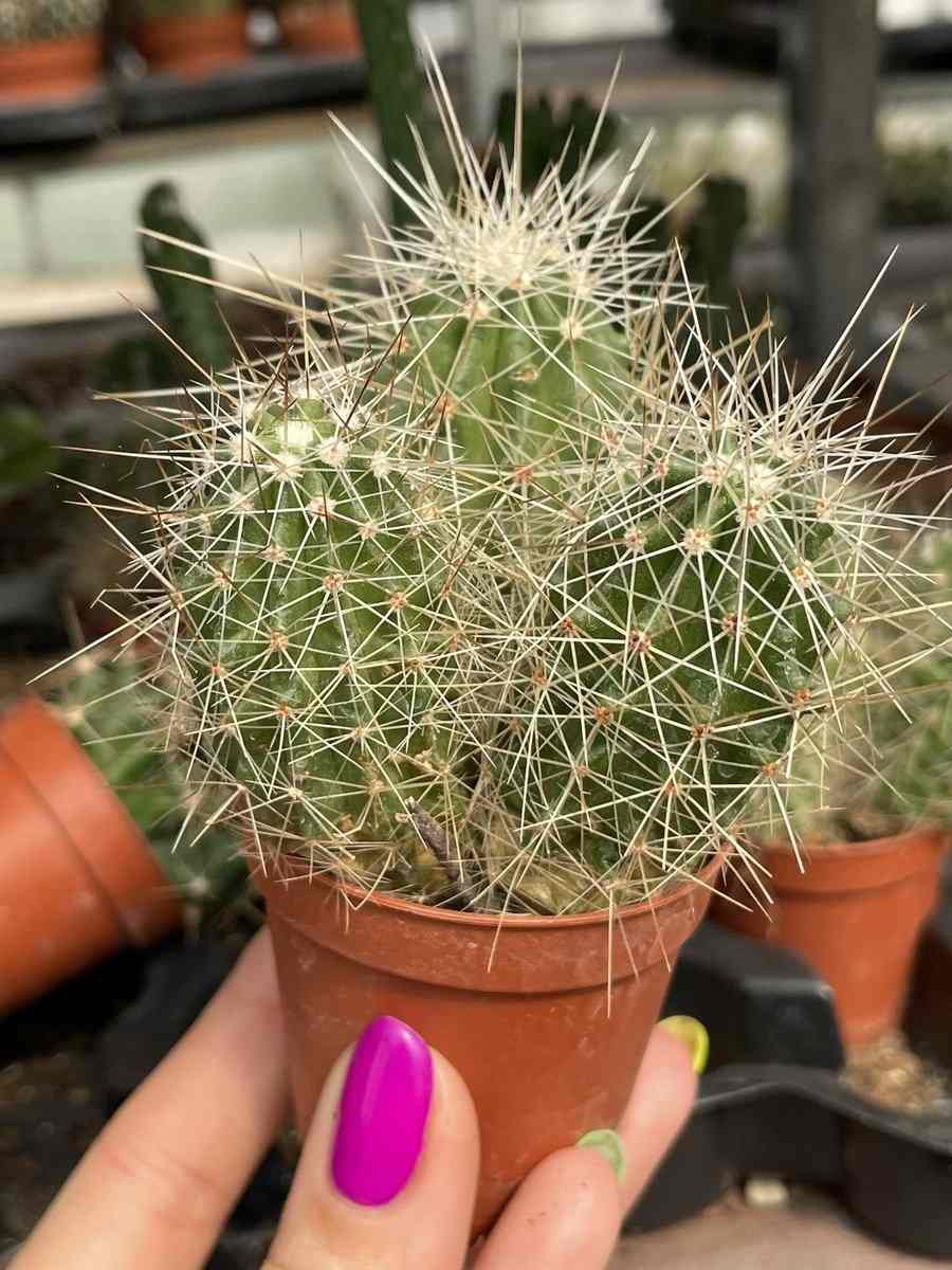 Strawberry Hedgehog Cactus