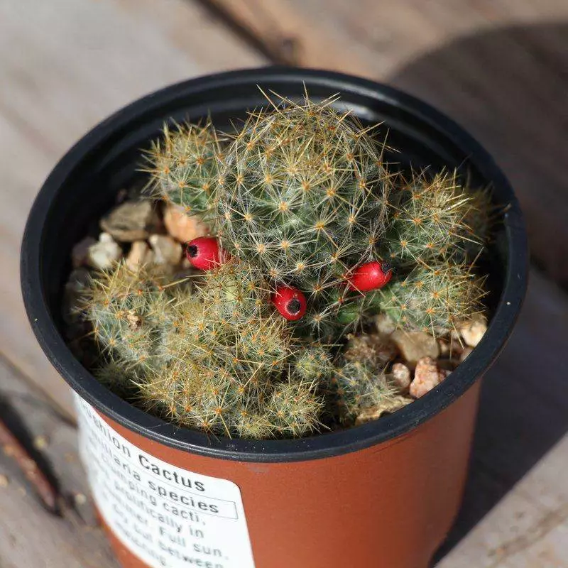 Texas Nipple Cactus (Mammillaria Prolifera)