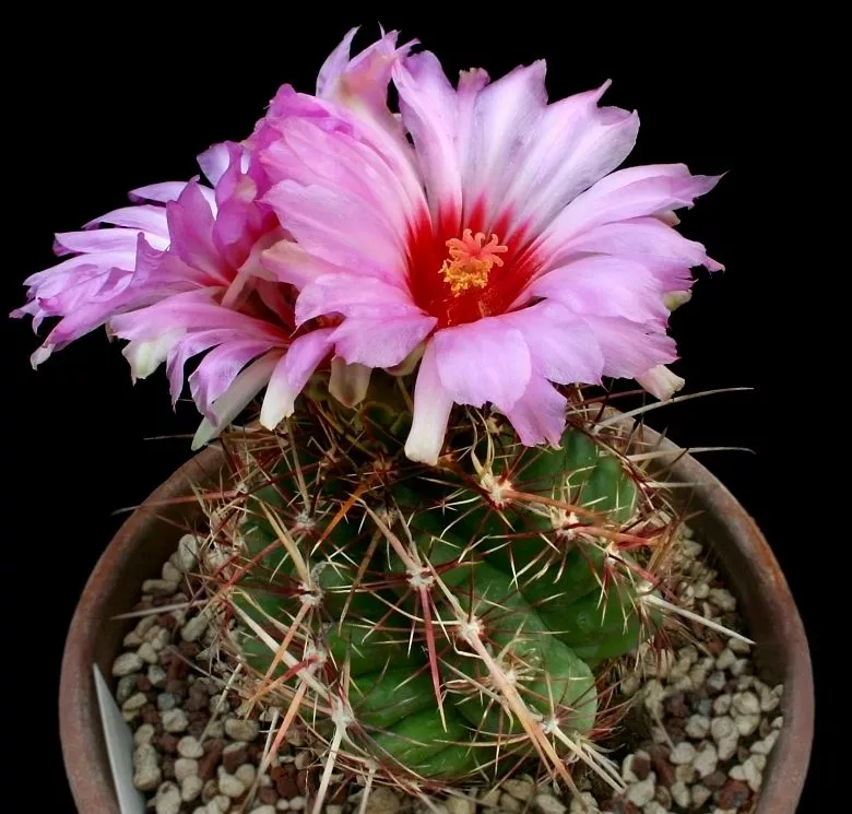 Thelocactus Bicolor