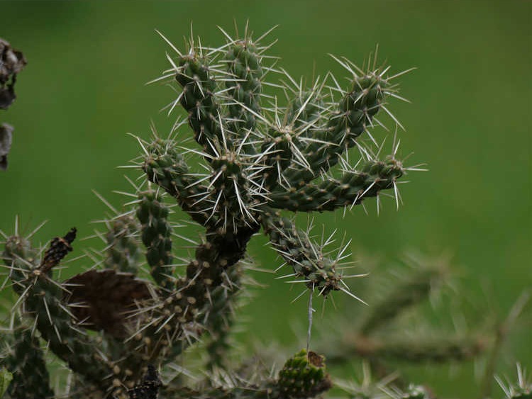 Whipple’s Cholla