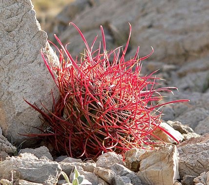 Woolly-headed Barrel Cactus