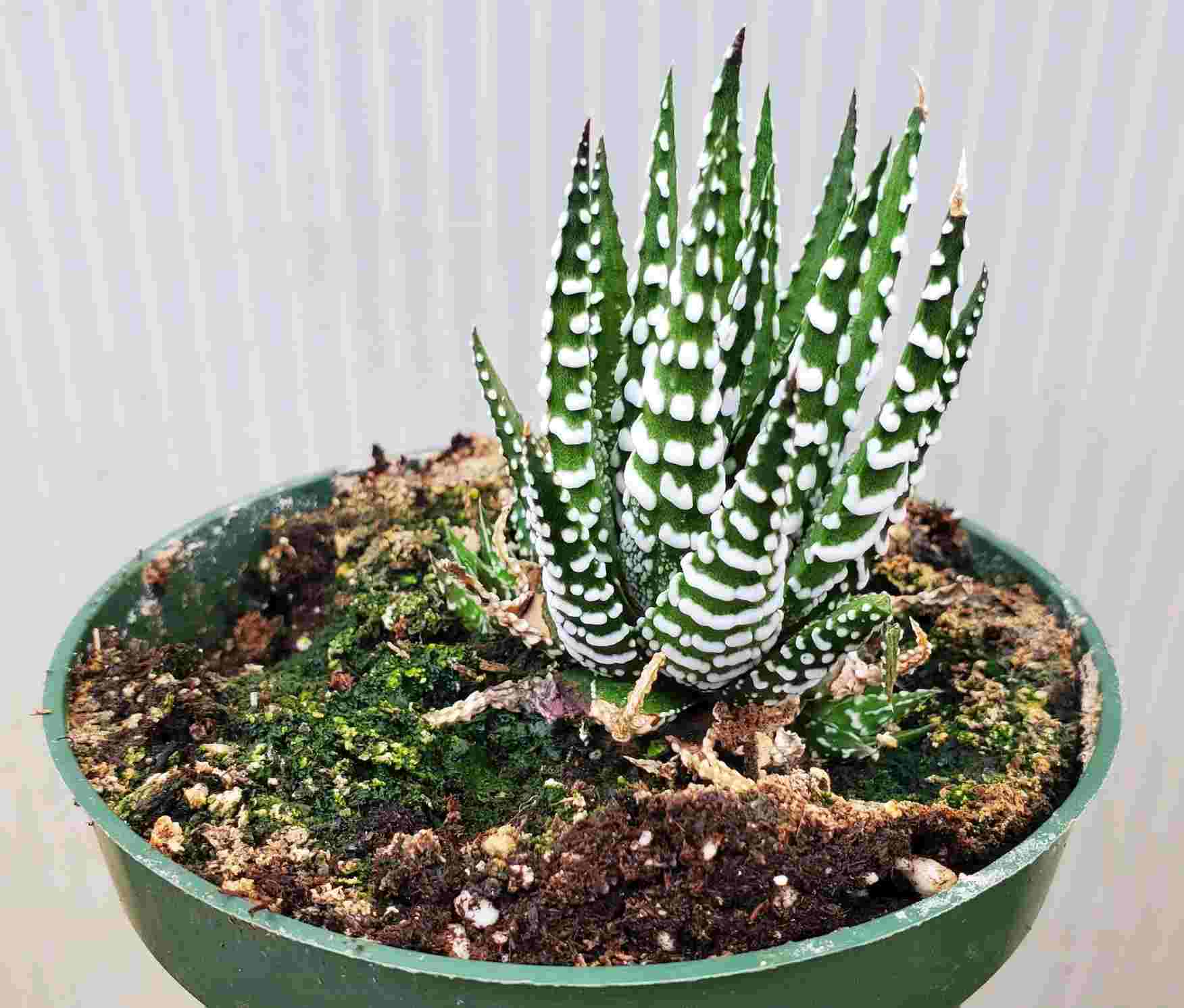 Zebra Plant (Haworthia Fasciata)