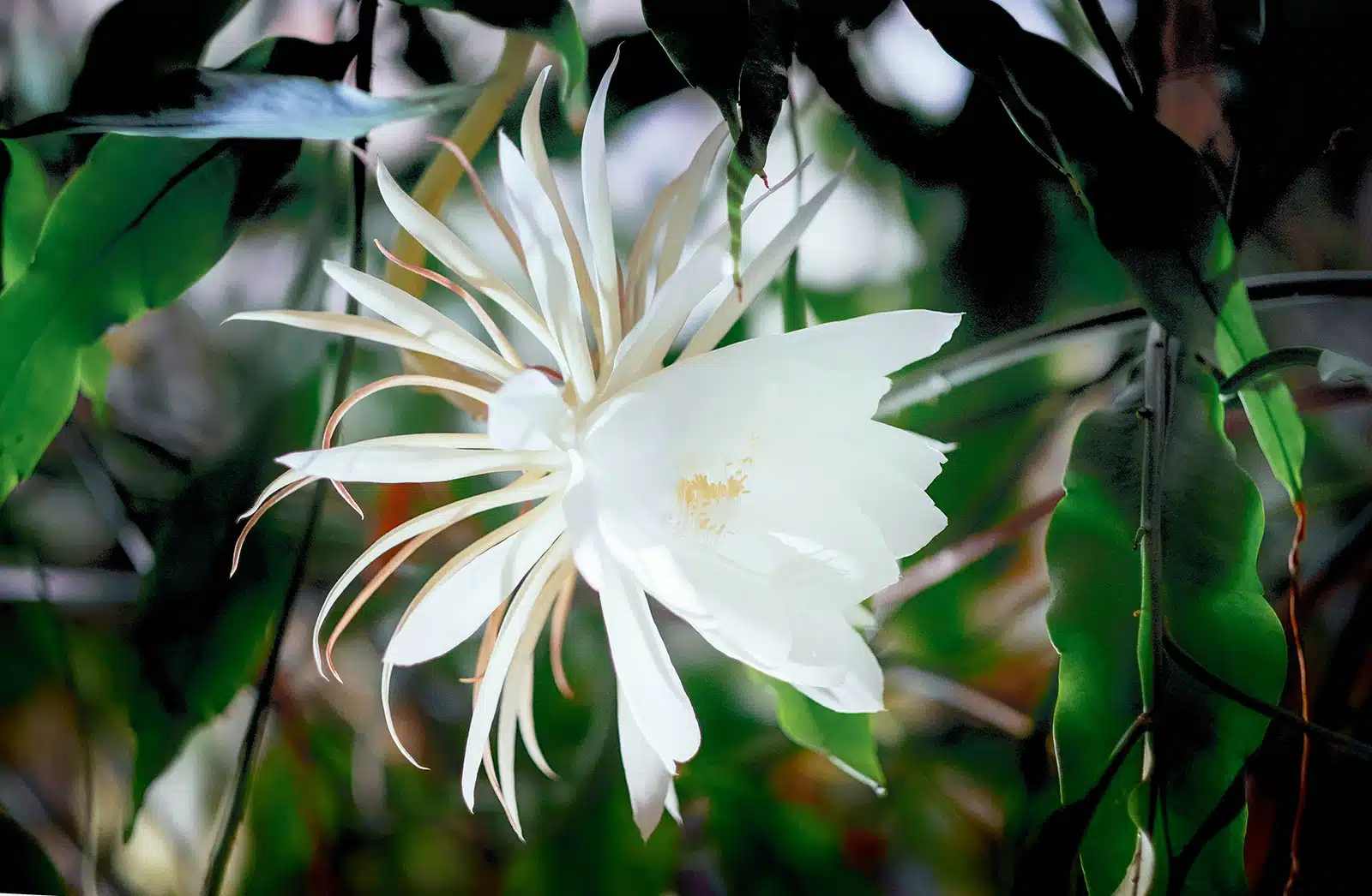 epiphyllum crenatum