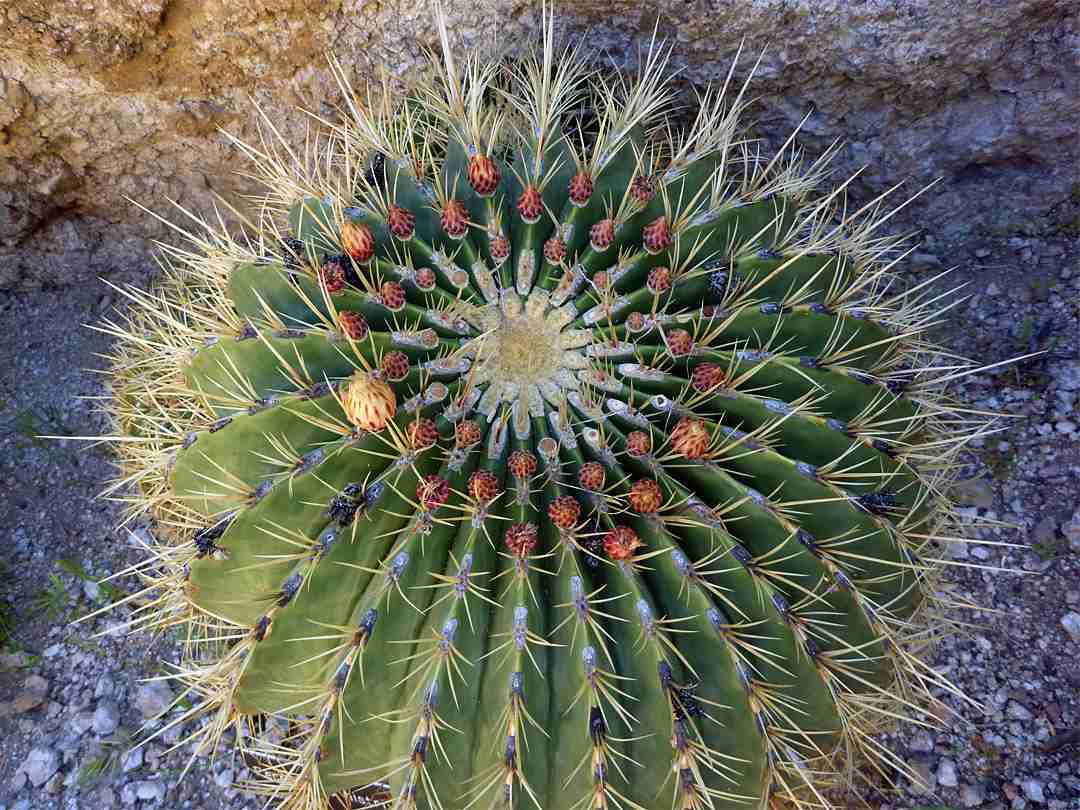 Electrode Cactus (Ferocactus Hystrix)