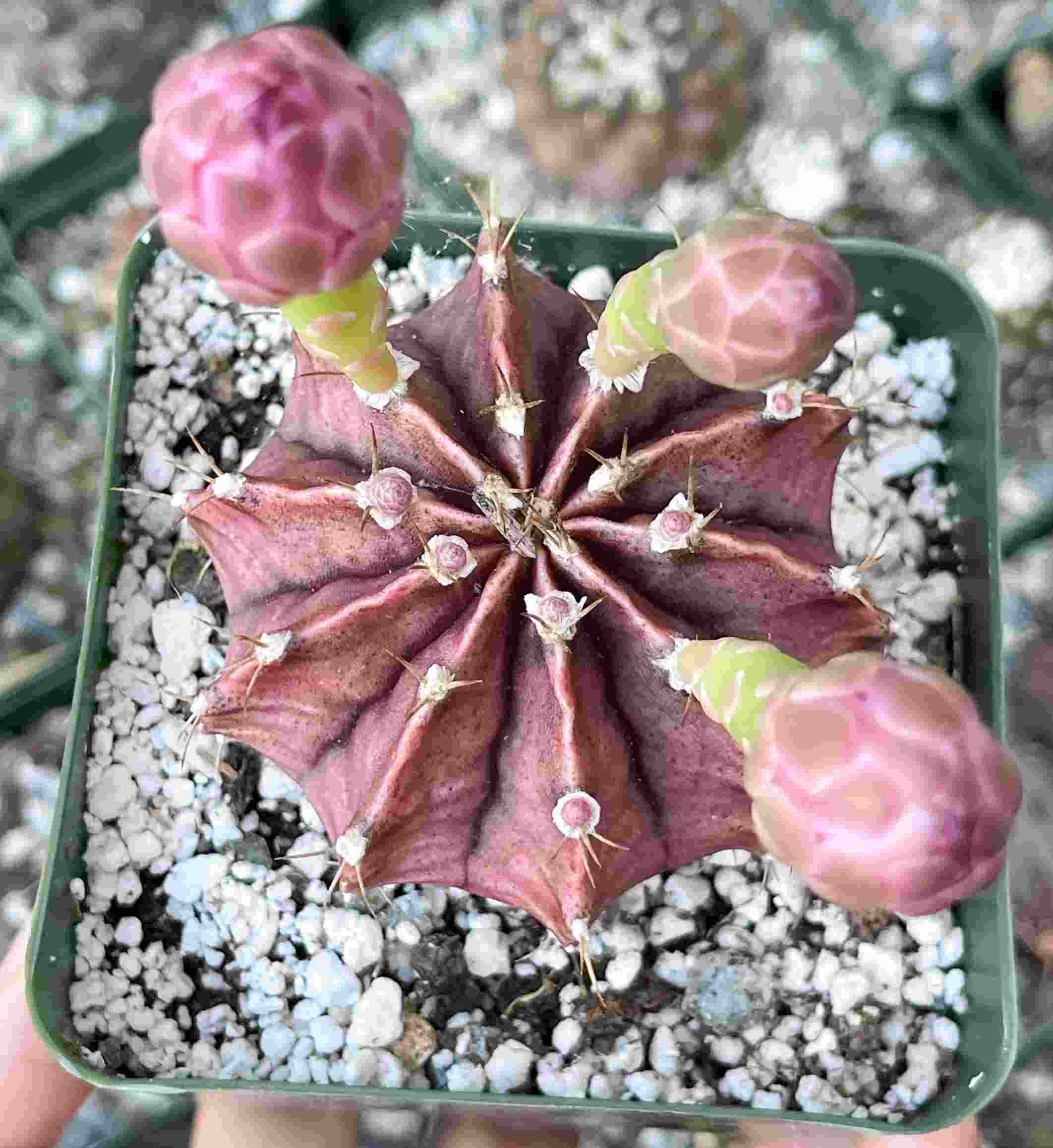 Gymnocalycium Friedrichii