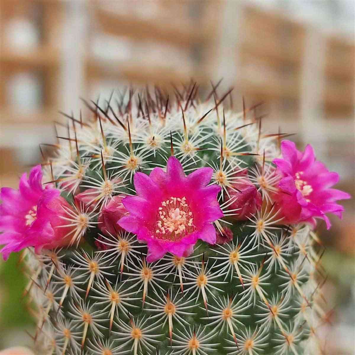 Mammillaria Haageana