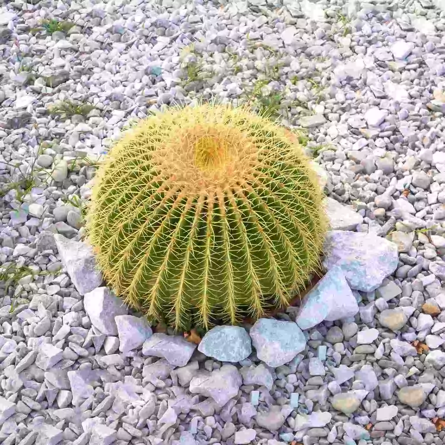 توپ طلایی Golden Barrel Cactus (Echinocactus Grusonii)