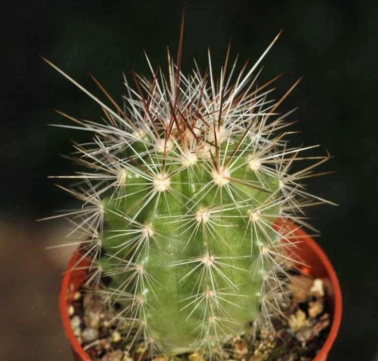 خارپشت توت‌فرنگی Green Strawberry Hedgehog Cactus (Echinocereus Enneacanthus)