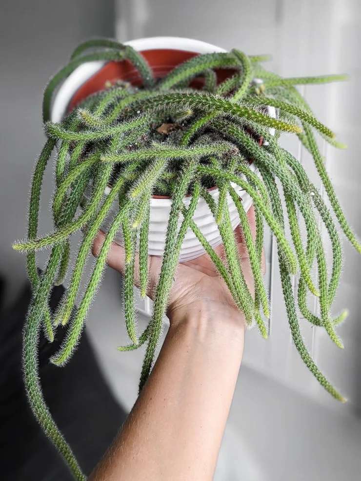 دم‌موشی Rat tail Cactus (Aporocactus Flagelliformis)