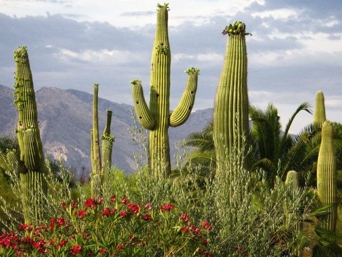 ساگوارو  سارنژیا Saguaro (Carnegiea gigantea)