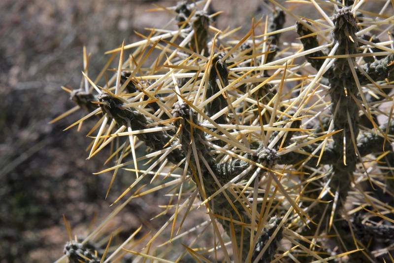 چویا Branched Pencil Cholla ( Cylindropuntia Ramosissima)