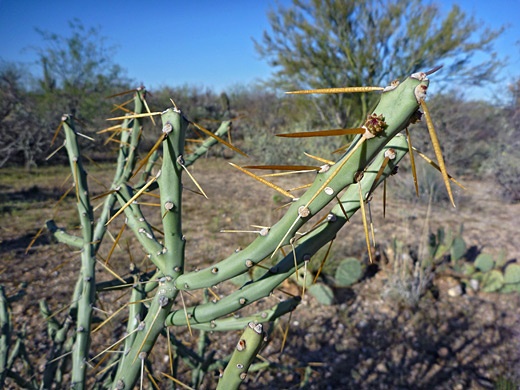 چویای مدادی  سیلینروپونتیا اربوسکیولا Pencil Cholla (Cylindropuntia Arbuscula)