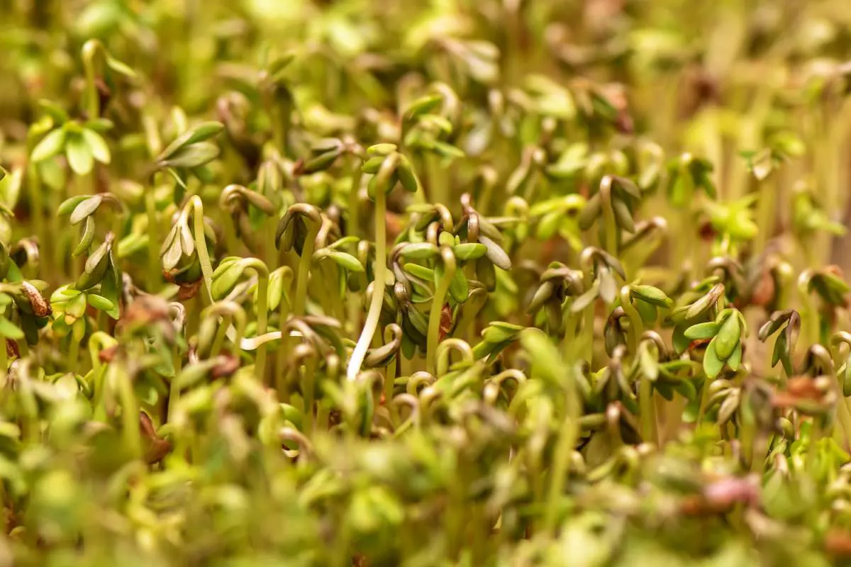 سبزه ماش تپه ای