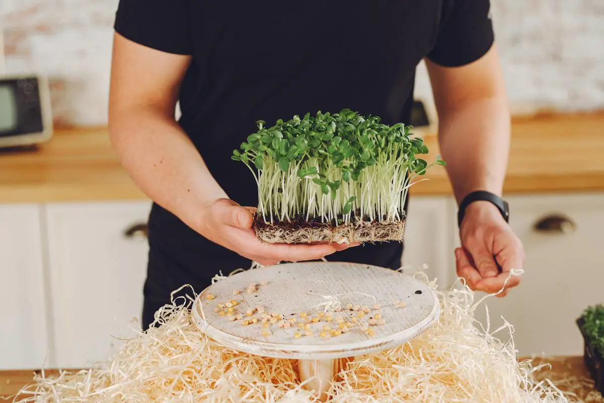 کاشت سبزه ماش در تنگ شیشه ای