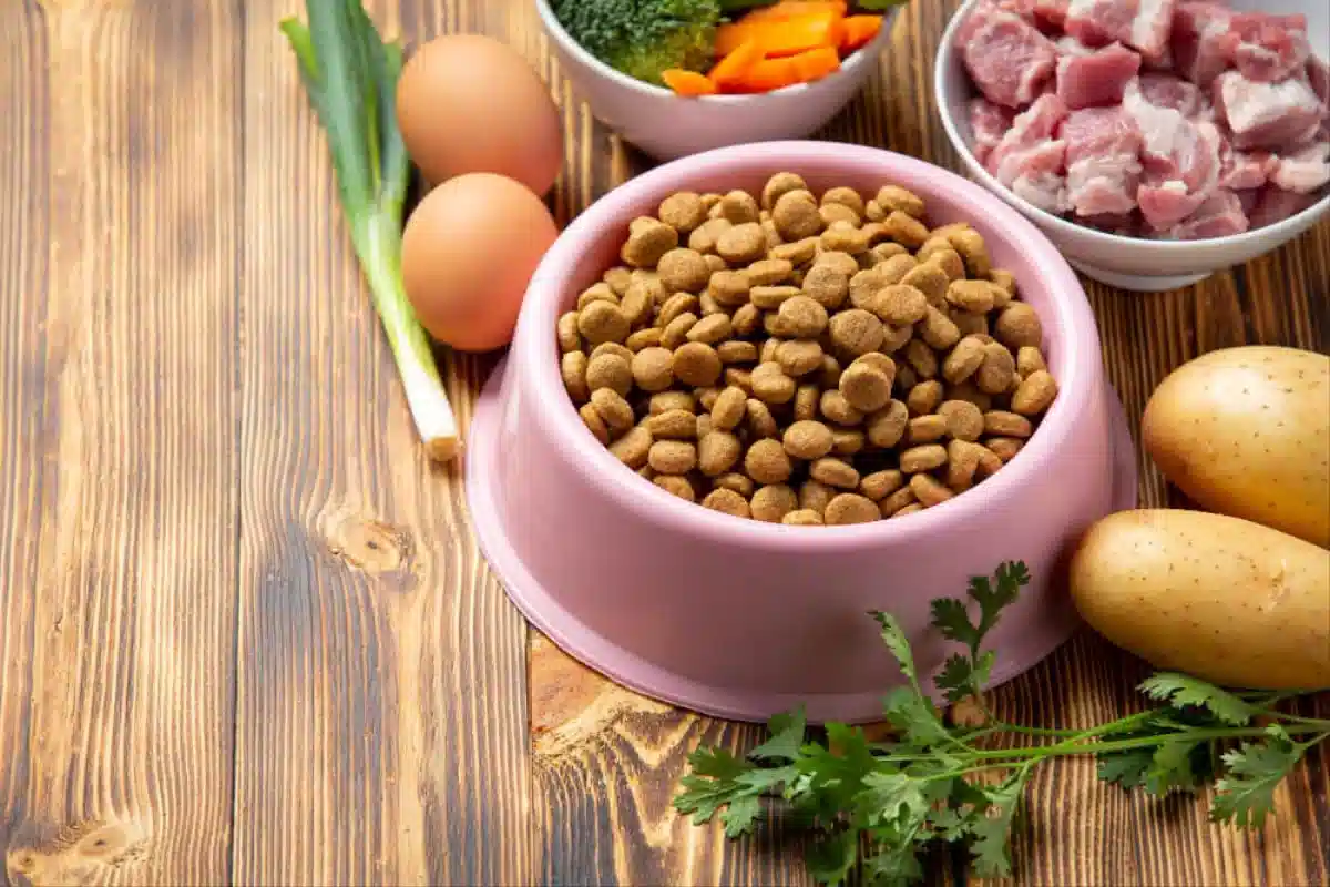 آیا غذای خانگی برای گربه مناسب است؟