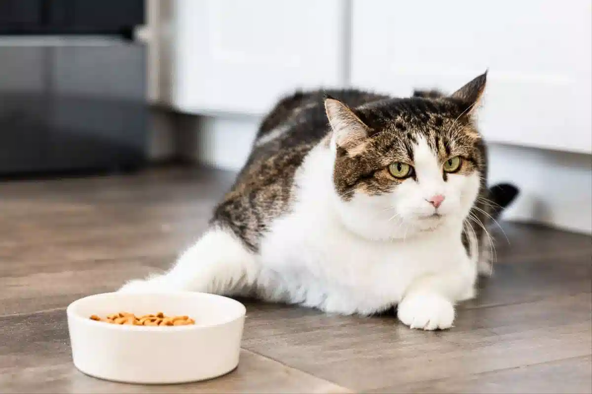 تغییر غذا، ظرف یا محل غذا خوردن