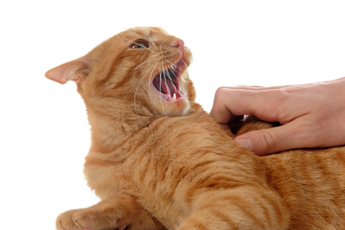چرا گربه هنگام نوازش گاز میگیرد؟
