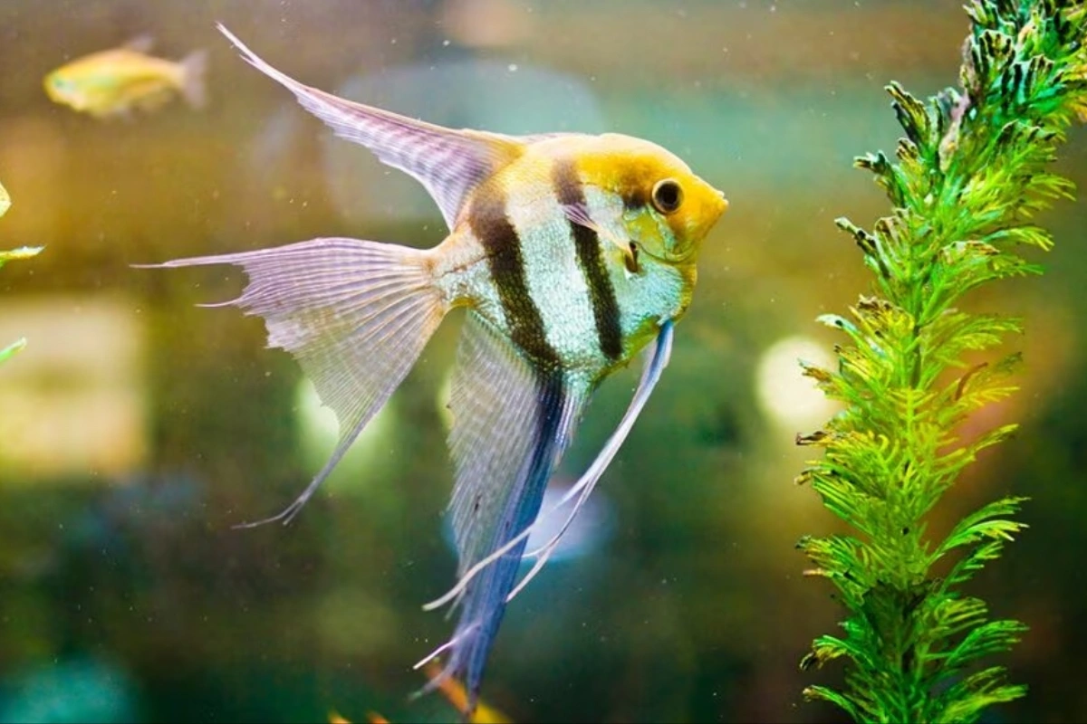 ماهی آنجل