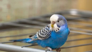 آموزش حرف زدن مرغ عشق؛ چرا حرف نمی زند و چطور سخنگو می شود؟