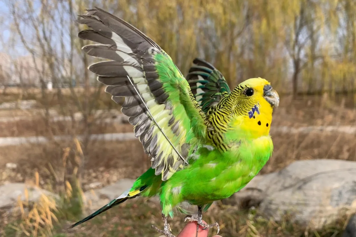 بال زدن و کش دادن بال و پا
